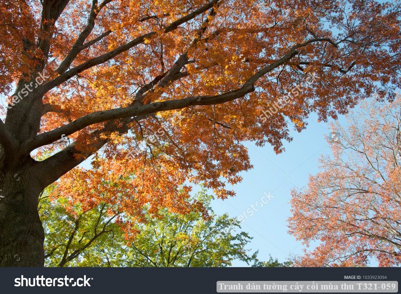 Tranh dán tường cây cối mùa thu T321-059